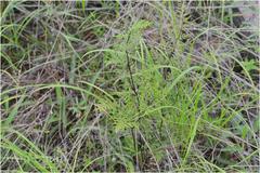 Oeosporangium tenuifolium